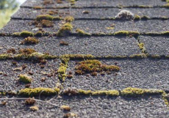 mousse sur un toit